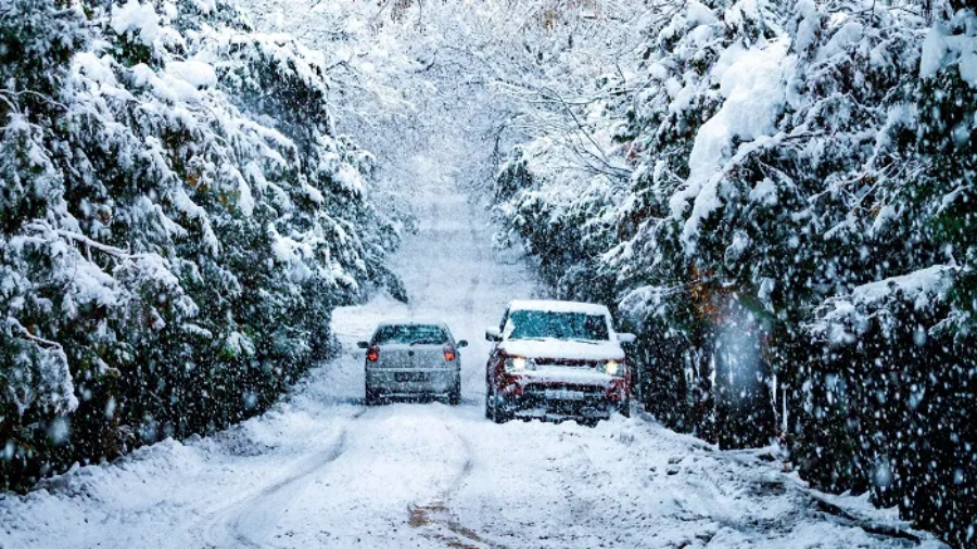 Two vehicles navigating a snow-covered road lined with snow-laden trees during a winter storm