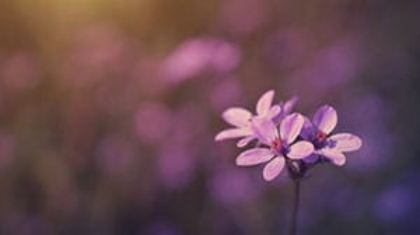 Close-up shot of small purple spring flowers blooming against a soft blurred background
