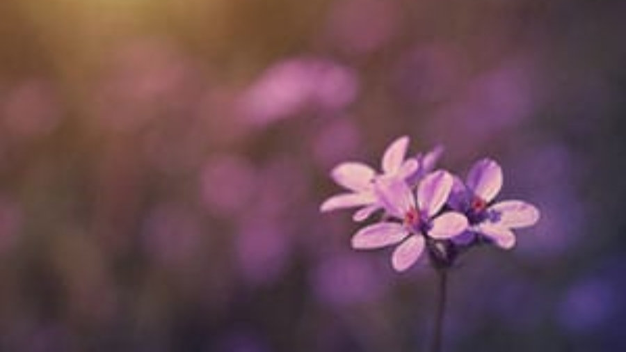 Close-up shot of small purple spring flowers blooming against a soft blurred background